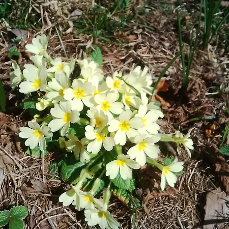 Cadorna לינה וארוחת בוקר