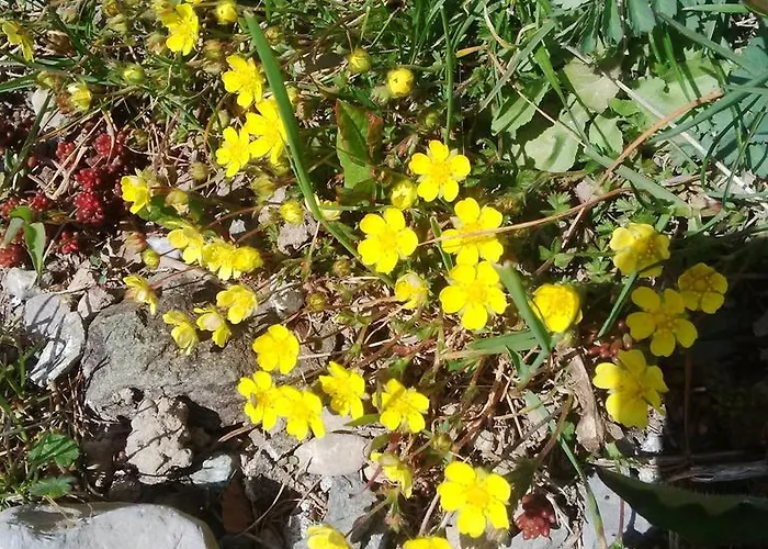 Cadorna Bed and Breakfast Veleso